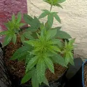 Outdoor 26// Hippieweed +Honey Cream