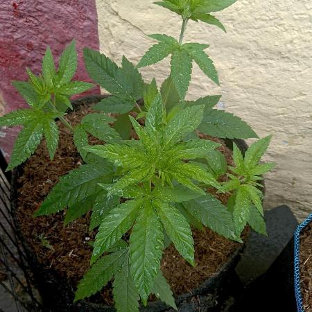 Outdoor 26// Hippieweed +Honey Cream
