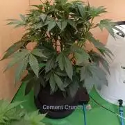 Autopot+Biotabs vs. Photoperiods #2026/1