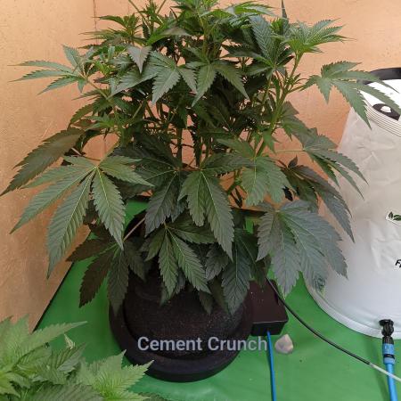 Autopot+Biotabs vs. Photoperiods #2026/1