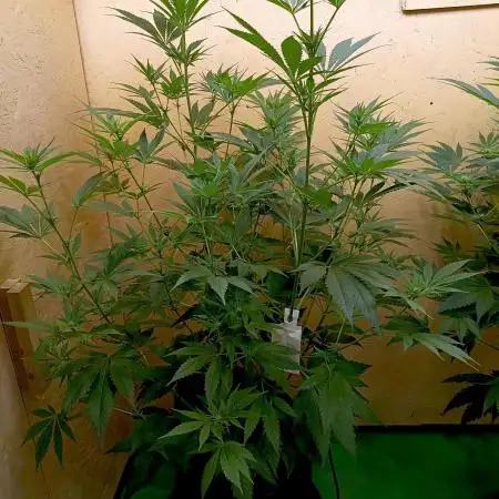 Autopot+Biotabs vs. Photoperiods #1