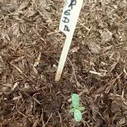 OUT26/NEW/ RED BOTTOMS- Sensi Seeds