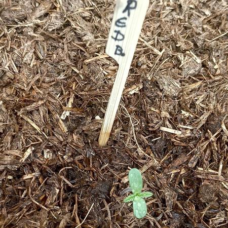 OUT26/NEW/ RED BOTTOMS- Sensi Seeds