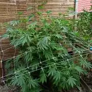 Outdoor 26// Alpskush- Swisscannabinoid