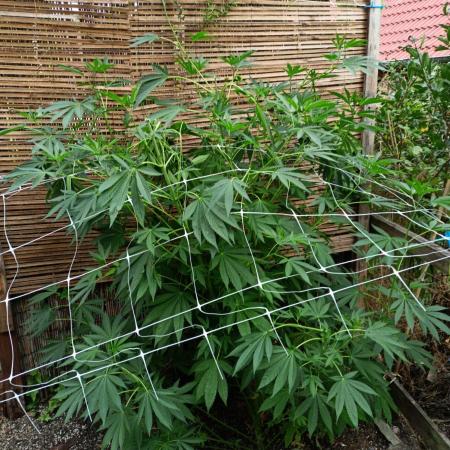 Outdoor 26// Alpskush- Swisscannabinoid