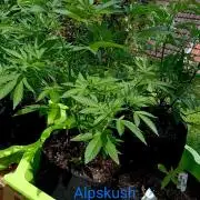 Outdoor 26// Alpskush- Swisscannabinoid