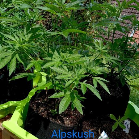 Outdoor 26// Alpskush- Swisscannabinoid