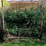 Alpskush-Outdoor// SWISSCANNABINOID