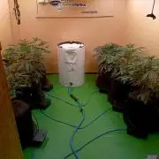 RQS Clones- VS. Autopot+Biotabs