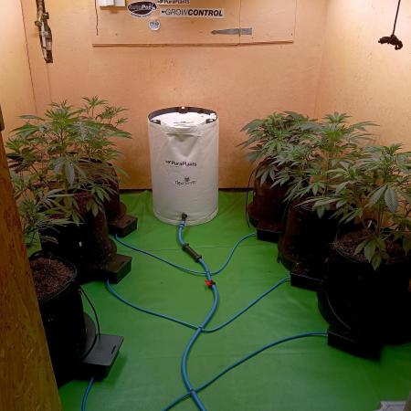 RQS Clones- VS. Autopot+Biotabs
