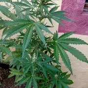 OUT26 //C4- Automatic// SensiSeeds