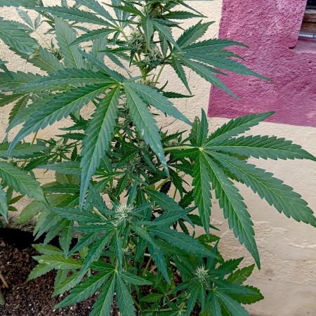 OUT26 //C4- Automatic// SensiSeeds