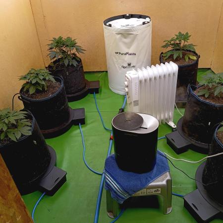 Permanent Bluez -Biotabs - Autopot