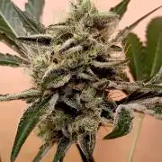 Autopot+Biotabs vs. Photoperiods #4