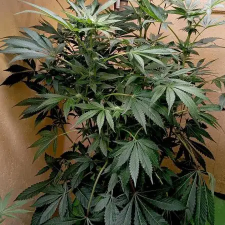 Autopot+Biotabs vs. Photoperiods #3