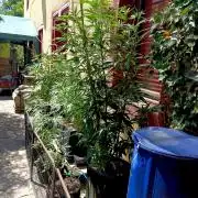 OUT26 //C4- Automatic// SensiSeeds