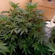 Autopot+Biotabs vs. Photoperiods #2026/2
