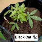 Autopot+Biotabs vs. Photoperiods #2