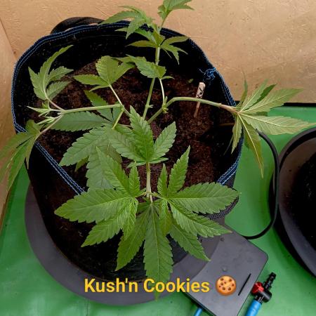 Autopot+Biotabs vs. Photoperiods #1