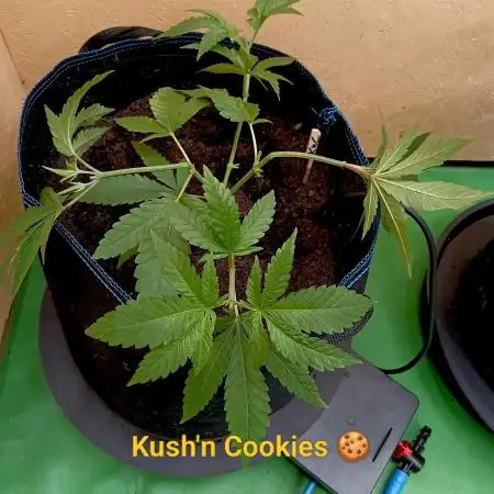Autopot+Biotabs vs. Photoperiods #1
