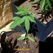 Outdoor 26// DP- Auto Cindarella Jack