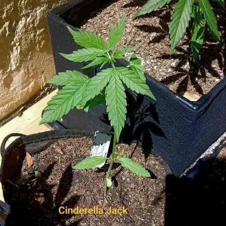 Outdoor 26// DP- Auto Cindarella Jack