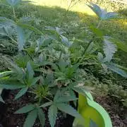 Outdoor 26// Hippieweed +Honey Cream