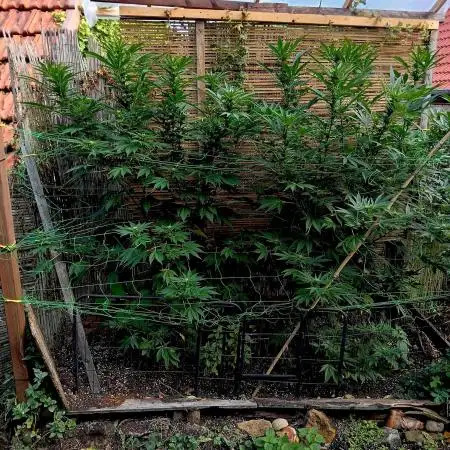 Delicious Outdoor Growing Contest 2025