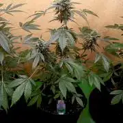 Dognabis Cup (#21) P- Photoperiodic