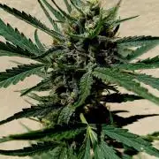 OUT26/NEW/ SPACE TUNNELS- Sensi Seeds