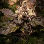 Toffee Pudding Auto// Puraplants- Autopot