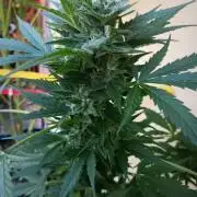 Delicious Blue Northern Light