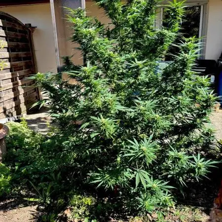 OUTDOOR 25 - the beloved Honey Cream