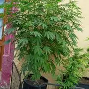 OUT26/NEW/ RED BOTTOMS- Sensi Seeds