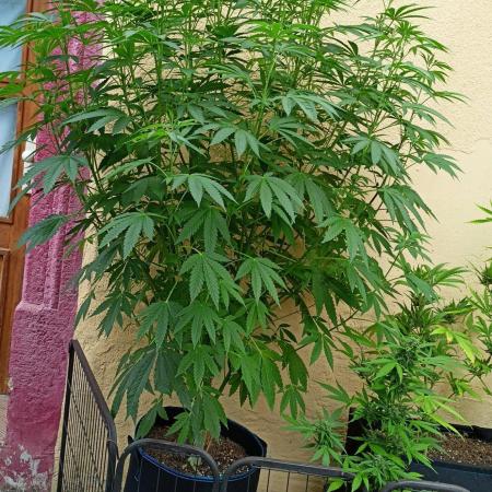 OUT26/NEW/ RED BOTTOMS- Sensi Seeds