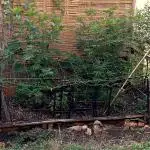 Delicious Outdoor Growing Contest 2025