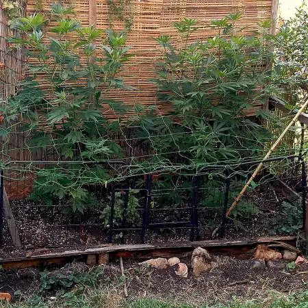 Delicious Outdoor Growing Contest 2025