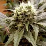 Autopot+Biotabs vs. Photoperiods #2