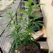 OUT 26// Shining Silver Haze/ Autopot