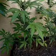 OUT 26/ New/ Full Throttle Sensi Seeds