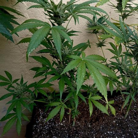 OUT 26/ New/ Full Throttle Sensi Seeds