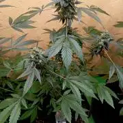 Dognabis Cup (#21) P- Photoperiodic