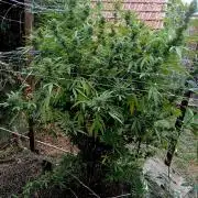 Outdoor 26// Hippieweed +Honey Cream