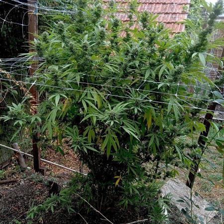 Outdoor 26// Hippieweed +Honey Cream