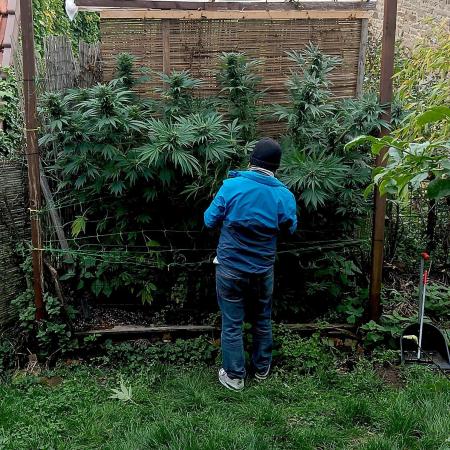 Dutch Passion Growing Competition 2025