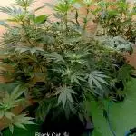 Autopot+Biotabs vs. Photoperiods #2