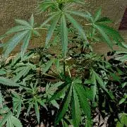 OUT26/NEW/ SPACE TUNNELS- Sensi Seeds