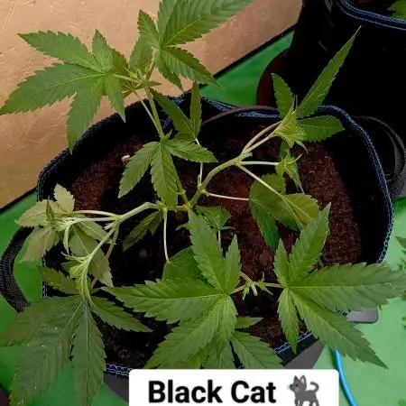 Autopot+Biotabs vs. Photoperiods #2