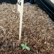 OUT26 //C4- Automatic// SensiSeeds