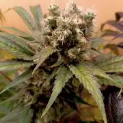 Autopot+Biotabs vs. Photoperiods #2